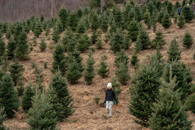 A girl walks through a field of Christmas trees at the Trinity Tree Company-Avery Farms, in the small town of Newland, in the Blue Ridge Mountains of North Carolina, on December 6, 2025. According to the North Carolina Department of Agriculture, the state grows more than 26% of the Christmas trees in the US and is ranked second in the nation in number of trees harvested. More than 40,000 acres is estimated to be in Christmas tree production. (Photo by Allison Joyce / AFP)
