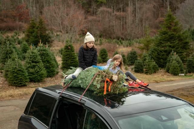 Two girls help their father to secure a Christmas tree for transportation at the Trinity Tree Company-Avery Farms, in the small town of Newland, in the Blue Ridge Mountains of North Carolina, on December 6, 2025. According to the North Carolina Department of Agriculture, the state grows more than 26% of the Christmas trees in the US and is ranked second in the nation in number of trees harvested. More than 40,000 acres is estimated to be in Christmas tree production. (Photo by Allison Joyce / AFP)