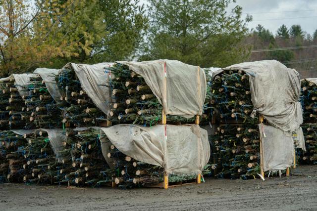 Christmas trees ready to be shipped nationwide are packed at the Appalachian Farms of Cranberry in the small town of Newland, in the Blue Ridge Mountains of North Carolina, on December 6, 2025. According to the North Carolina Department of Agriculture, the state grows more than 26% of the Christmas trees in the US and is ranked second in the nation in number of trees harvested. More than 40,000 acres is estimated to be in Christmas tree production. (Photo by Allison Joyce / AFP)
