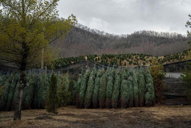 Christmas trees ready to be sold are seen at the Appalachian Farms of Cranberry in the small town of Newland, in the Blue Ridge Mountains of North Carolina, on December 6, 2025. According to the North Carolina Department of Agriculture, the state grows more than 26% of the Christmas trees in the US and is ranked second in the nation in number of trees harvested. More than 40,000 acres is estimated to be in Christmas tree production. (Photo by Allison Joyce / AFP)