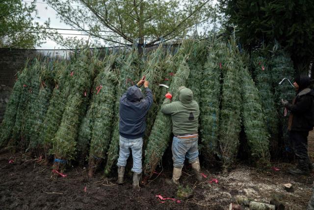 Workers tag and pack Christmas trees at the Appalachian Farms of Cranberry in the small town of Newland, in the Blue Ridge Mountains of North Carolina, on December 6, 2025. According to the North Carolina Department of Agriculture, the state grows more than 26% of the Christmas trees in the US and is ranked second in the nation in number of trees harvested. More than 40,000 acres is estimated to be in Christmas tree production. (Photo by Allison Joyce / AFP)