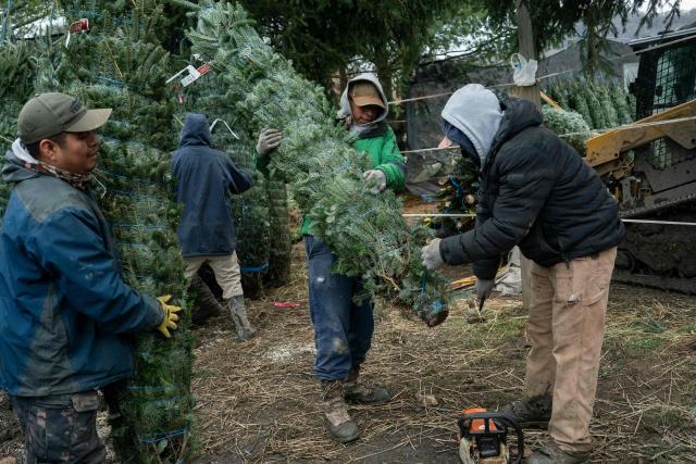 Workers cut, tag and pack Christmas trees for sale at the Appalachian Farms of Cranberry in the small town of Newland, in the Blue Ridge Mountains of North Carolina, on December 6, 2025. According to the North Carolina Department of Agriculture, the state grows more than 26% of the Christmas trees in the US and is ranked second in the nation in number of trees harvested. More than 40,000 acres is estimated to be in Christmas tree production. (Photo by Allison Joyce / AFP)