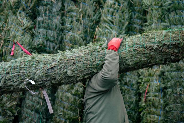 A worker carries a packed Christmas tree for sale at the Appalachian Farms of Cranberry in the small town of Newland, in the Blue Ridge Mountains of North Carolina, on December 6, 2025. According to the North Carolina Department of Agriculture, the state grows more than 26% of the Christmas trees in the US and is ranked second in the nation in number of trees harvested. More than 40,000 acres is estimated to be in Christmas tree production. (Photo by Allison Joyce / AFP)