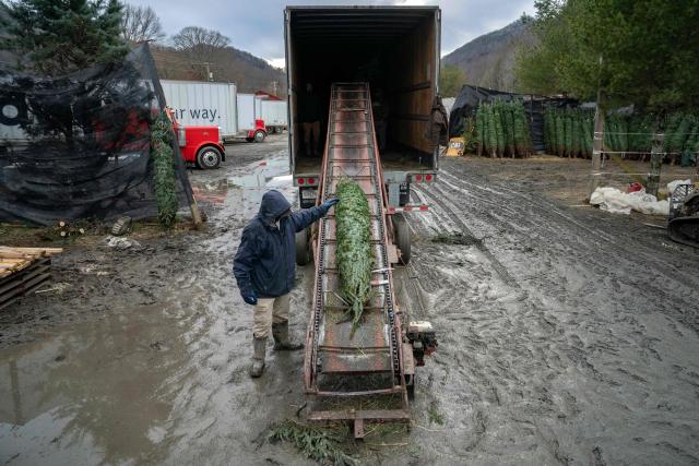 A worker loads a Christmas tree into a truck as part of the wholesale nationwide operation of the Appalachian Farms of Cranberry in the small town of Newland, in the Blue Ridge Mountains of North Carolina, on December 6, 2025. According to the North Carolina Department of Agriculture, the state grows more than 26% of the Christmas trees in the US and is ranked second in the nation in number of trees harvested. More than 40,000 acres is estimated to be in Christmas tree production. (Photo by Allison Joyce / AFP)