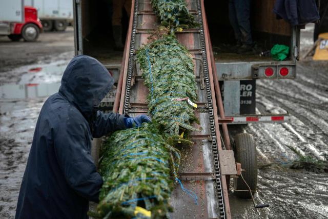 A worker uploads Christmas trees into a truck as part of the nationwide wholesale operation of the Appalachian Farms of Cranberry in the small town of Newland, in the Blue Ridge Mountains of North Carolina, on December 6, 2025. According to the North Carolina Department of Agriculture, the state grows more than 26% of the Christmas trees in the US and is ranked second in the nation in number of trees harvested. More than 40,000 acres is estimated to be in Christmas tree production. (Photo by Allison Joyce / AFP)