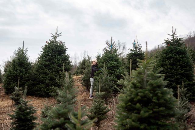 A girl stands next to a Christmas tree at the Trinity Tree Company-Avery Farms, in the small town of Newland, in the Blue Ridge Mountains of North Carolina, on December 6, 2025. According to the North Carolina Department of Agriculture, the state grows more than 26% of the Christmas trees in the US and is ranked second in the nation in number of trees harvested. More than 40,000 acres is estimated to be in Christmas tree production. (Photo by Allison Joyce / AFP)