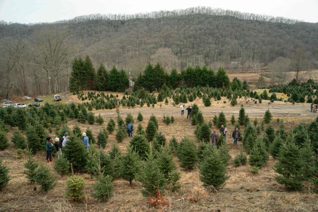 Families shop for Christmas trees at the Trinity Tree Company-Avery Farms, in the small town of Newland, in the Blue Ridge Mountains of North Carolina, on December 6, 2025. According to the North Carolina Department of Agriculture, the state grows more than 26% of the Christmas trees in the US and is ranked second in the nation in number of trees harvested. More than 40,000 acres is estimated to be in Christmas tree production. (Photo by Allison Joyce / AFP)