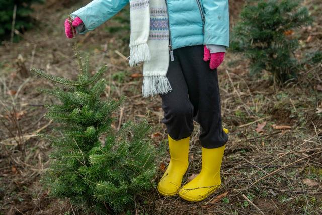 A girl stands next to a small Christmas tree at the Trinity Tree Company-Avery Farms, in the small town of Newland, in the Blue Ridge Mountains of North Carolina, on December 6, 2025. According to the North Carolina Department of Agriculture, the state grows more than 26% of the Christmas trees in the US and is ranked second in the nation in number of trees harvested. More than 40,000 acres is estimated to be in Christmas tree production. (Photo by Allison Joyce / AFP)