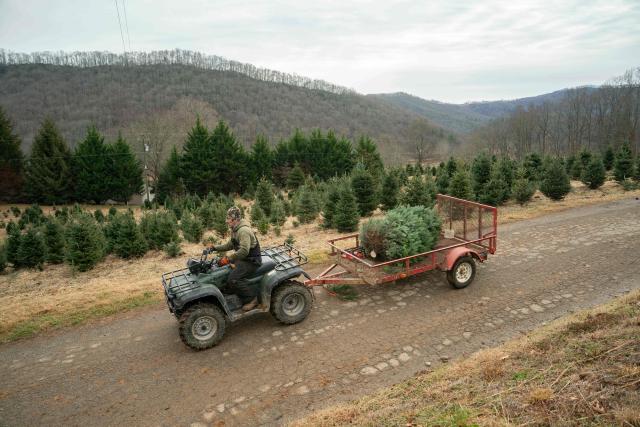 A worker transports a Christmas tree that was just cut for a customer at the Trinity Tree Company-Avery Farms, in the small town of Newland, in the Blue Ridge Mountains of North Carolina, on December 6, 2025. According to the North Carolina Department of Agriculture, the state grows more than 26% of the Christmas trees in the US and is ranked second in the nation in number of trees harvested. More than 40,000 acres is estimated to be in Christmas tree production. (Photo by Allison Joyce / AFP)