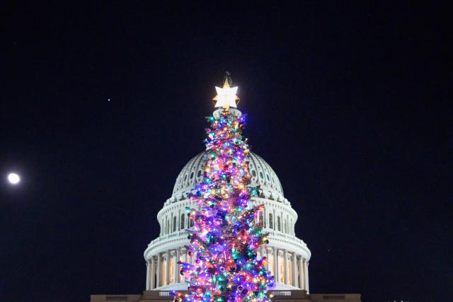 The 2025 Capitol Christmas tree is seen on the north lawn of the US Capitol in Washington, DC, on December 7, 2025. This year's tree is 53-foot, 16 meter tall, red fir from the Humboldt-Toiyabe National Forest of Nevada. (Photo by MANDEL NGAN / AFP)