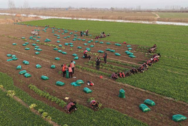 Farmers harvest coriander in a field in Chiping county, eastern China's Shandong province on December 7, 2025. (Photo by AFP) / China OUT