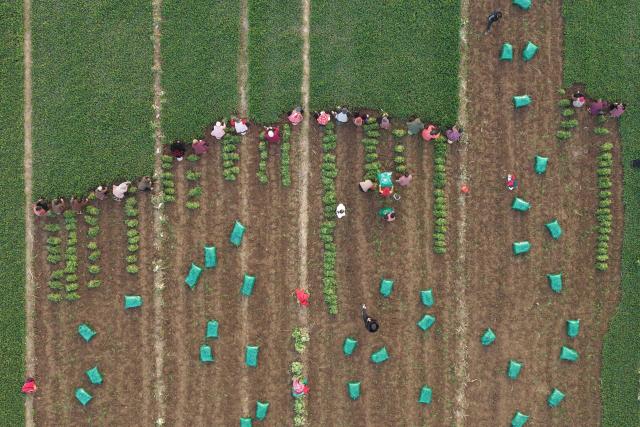 Farmers harvest coriander in a field in Chiping county, eastern China's Shandong province on December 7, 2025. (Photo by AFP) / China OUT