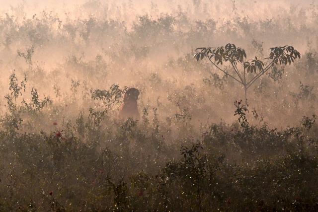 TOPSHOT - A woman plucks roses at a field amid dense smog in Lahore on December 8, 2025. (Photo by Arif ALI / AFP)