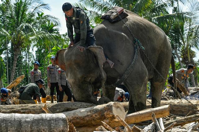 A mahout riding a Sumatran elephant helps clear tree debris following flash floods in Meureudu, Pidie Jaya district, Indonesia's Aceh province on December 8, 2025. Officials in flood-hit parts of Indonesia reported shortages of food, shelter, and medicine as the death toll reached 950 on December 8 following weeks of heavy rain. (Photo by CHAIDEER MAHYUDDIN / AFP/Chaideer MAHYUDDIN / AFP)