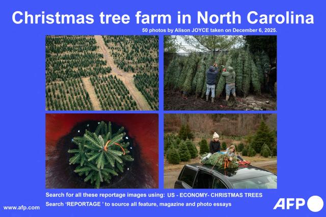 AFP presents a reportage of 50 photographs by photographer Alison Joyce of a Christmas tree farm in Newland, North Carolina, on December 6, 2025. According to the North Carolina Department of Agriculture, the state grows more than 26% of the Christmas trees in the US and is ranked second in the nation in number of trees harvested. More than 40,000 acres are estimated to be in Christmas tree production. Search all these reportage images using US - ECONOMY  - CHRISTMAS TREES
Search "REPORTAGE" to source all feature, magazine and photo essays (Photo by Allison Joyce / AFP)