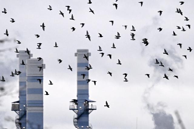 Birds fly over an industrial area of chemical companies in Frankfurt am Main, western Germany, on December 8, 2025. (Photo by Kirill KUDRYAVTSEV / AFP)
