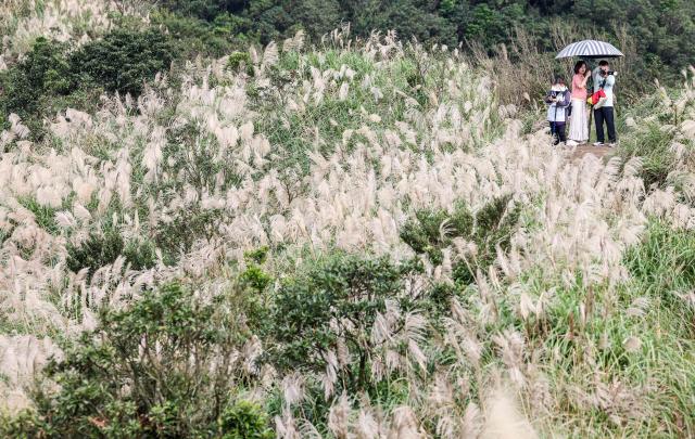 Hikers hold a umbrella on a mountain trail lined with silvergrass in New Taipei City, on December 10, 2025. Silvergrass is a common plant in Taiwan and the season peaks in the autumn months, primarily late October through December, transforming hillsides into seas of white and silver. (Photo by I-Hwa Cheng / AFP)
