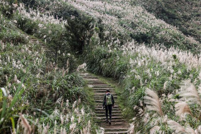 A hiker walks on a mountain trail lined with silvergrass in New Taipei City on December 10, 2025. Silvergrass is a common plant in Taiwan and the season peaks in the autumn months, primarily late October through December, transforming hillsides into seas of white and silver. (Photo by I-Hwa Cheng / AFP)