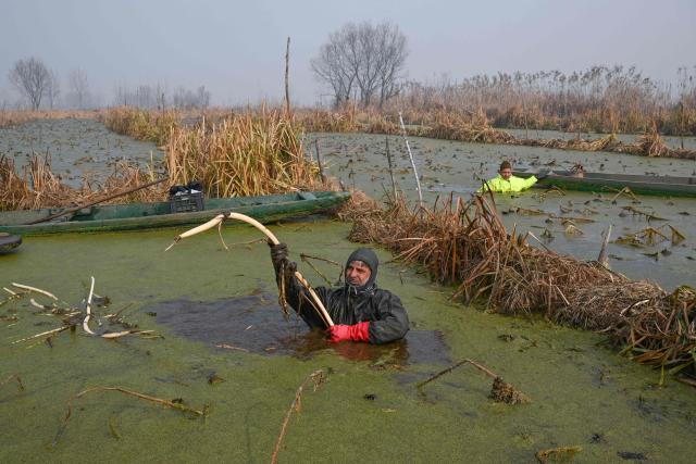 Kashmiri farmers pluck lotus stems on a cold winter morning, in the waters of Anchar lake in Srinagar on December 10, 2025. (Photo by Tauseef MUSTAFA / AFP)