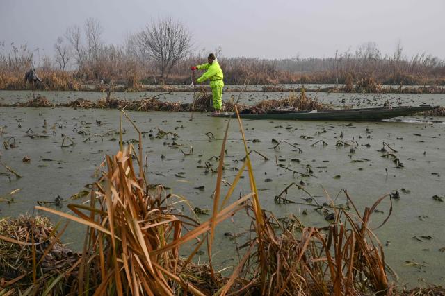 A Kashmiri farmer rows a boat in the waters of Anchar lake, on a cold winter morning in Srinagar on December 10, 2025. (Photo by Tauseef MUSTAFA / AFP)