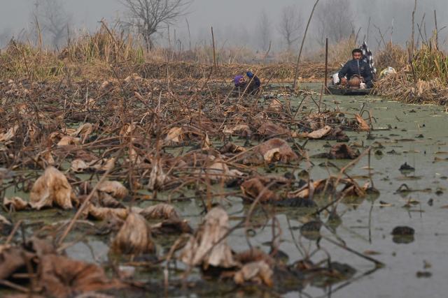 A Kashmiri farmer plucks lotus stems on a cold winter morning, in the waters of Anchar lake in Srinagar on December 10, 2025. (Photo by Tauseef MUSTAFA / AFP)