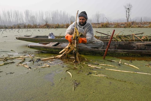 A Kashmiri farmer plucks lotus stems on a cold winter morning, in the waters of Anchar lake in Srinagar on December 10, 2025. (Photo by Tauseef MUSTAFA / AFP)