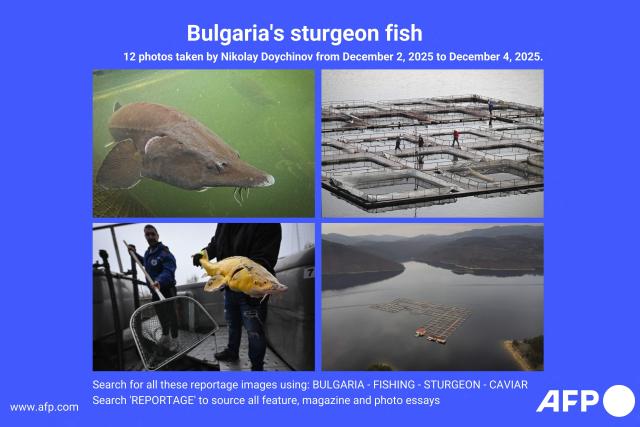 AFP presents a reportage of 12 photographs by photographer Nikolay Doychinov of sturgeons at floating fish farms in Kardzhali and Yoakim-Gruevo from December 2, 2025 to December 4, 2025. Search all these reportage images using BULGARIA-FISHING-STURGEON-CAVIAR
Search "REPORTAGE" to source all feature, magazine and photo essays (Photo by Nikolay DOYCHINOV / AFP)
