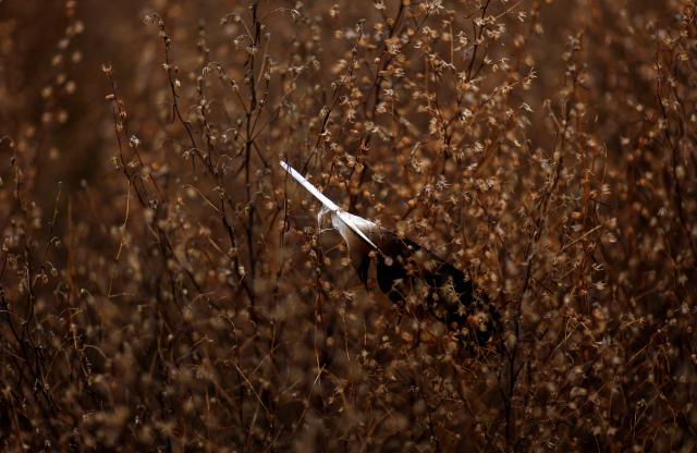 A stork feather is seen at the Manzanares River in Getafe on December 10, 2025. About 400 storks have been found dead along a river near Madrid, raising concerns that a highly infections strain of bird flu may be circulating. Bird flu, also known as avian influenza, rarely poses a risk to humans but can cause major losses in the agricultural sector and disruptions to food supplies. The dead stocks were discovered on the banks of the Manzanares River in Getafe, a southern Madrid suburb. (Photo by OSCAR DEL POZO / AFP)