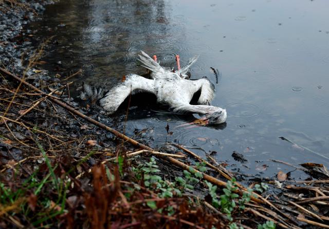 A dead stork is seen at the Manzanares River in Getafe on December 10, 2025. About 400 storks have been found dead along a river near Madrid, raising concerns that a highly infections strain of bird flu may be circulating. Bird flu, also known as avian influenza, rarely poses a risk to humans but can cause major losses in the agricultural sector and disruptions to food supplies. The dead stocks were discovered on the banks of the Manzanares River in Getafe, a southern Madrid suburb. (Photo by OSCAR DEL POZO / AFP)