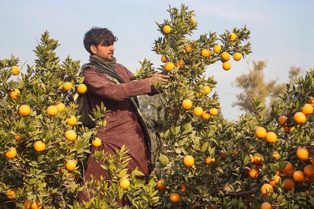 An Afghan farmer harvests oranges from an orchard at Bati Kot district in Nangarhar province on December 10, 2025. (Photo by Aimal Zahir / AFP)