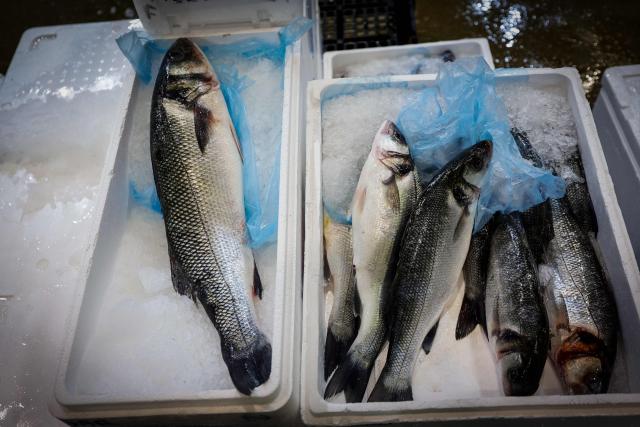 This photograph taken on December 10, 2025 shows fishes displayed at the fish pavilion of the Rungis International Market, in Rungis, south outskirts of Paris. The world's leading fresh produce market, Rungis International Market covers 234 hectares, with 1,200 companies, 13,000 workers, 3 million tons of goods, and sales of 10 billion euros, of which fruit and vegetables account for the largest share. (Photo by STEPHANE DE SAKUTIN / AFP)