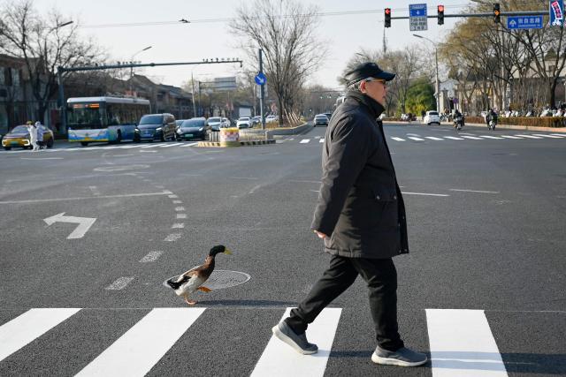 A man crosses a street followed by a duck in Beijing on December 11, 2025. (Photo by WANG Zhao / AFP)