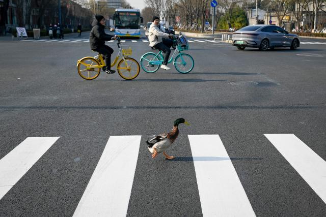 TOPSHOT - A duck crosses a street in Beijing on December 11, 2025. (Photo by WANG Zhao / AFP)