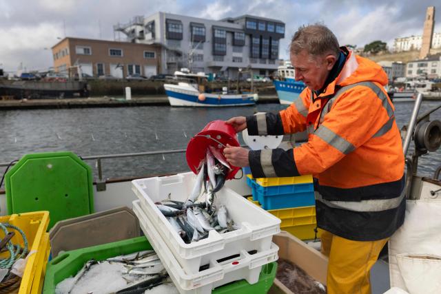 French fisherman Philippe Perrot unloads mackerels from a bucket in Brest, western France, on December 11, 2025. Fleeing climate warming, the Atlantic mackerel has migrated north, only to find itself trapped by overfishing against a backdrop of geopolitical disputes. Its population has collapsed and now threatens the survival of numerous fisheries. EU fisheries ministers are due to meet on December 11 and 12 for discussions, notably on a comprehensive decision on next years fishing quotas, including for mackerel, a sensitive matter for certain countries, including France. (Photo by Fred TANNEAU / AFP)