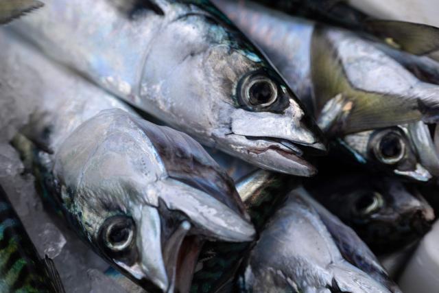 This photograph shows fished mackerels in Brest, western France, on December 11, 2025. Fleeing climate warming, the Atlantic mackerel has migrated north, only to find itself trapped by overfishing against a backdrop of geopolitical disputes. Its population has collapsed and now threatens the survival of numerous fisheries. EU fisheries ministers are due to meet on December 11 and 12 for discussions, notably on a comprehensive decision on next years fishing quotas, including for mackerel, a sensitive matter for certain countries, including France. (Photo by Fred TANNEAU / AFP)