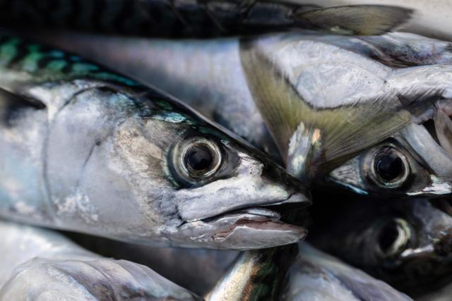 This photograph shows fished mackerels in Brest, western France, on December 11, 2025. Fleeing climate warming, the Atlantic mackerel has migrated north, only to find itself trapped by overfishing against a backdrop of geopolitical disputes. Its population has collapsed and now threatens the survival of numerous fisheries. EU fisheries ministers are due to meet on December 11 and 12 for discussions, notably on a comprehensive decision on next years fishing quotas, including for mackerel, a sensitive matter for certain countries, including France. (Photo by Fred TANNEAU / AFP)