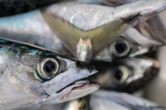 This photograph shows fished mackerels in Brest, western France, on December 11, 2025. Fleeing climate warming, the Atlantic mackerel has migrated north, only to find itself trapped by overfishing against a backdrop of geopolitical disputes. Its population has collapsed and now threatens the survival of numerous fisheries. EU fisheries ministers are due to meet on December 11 and 12 for discussions, notably on a comprehensive decision on next years fishing quotas, including for mackerel, a sensitive matter for certain countries, including France. (Photo by Fred TANNEAU / AFP)