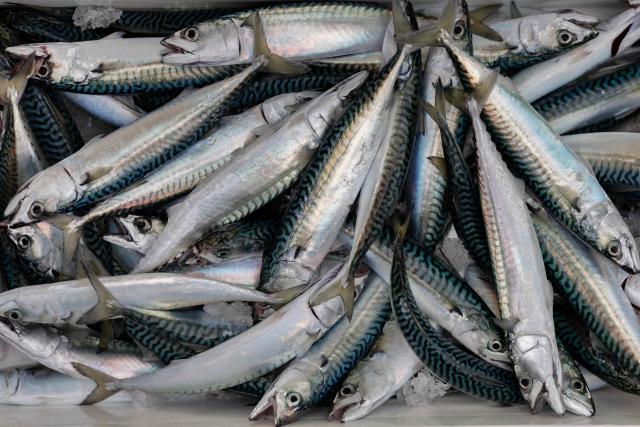 This photograph shows fished mackerels in Brest, western France, on December 11, 2025. Fleeing climate warming, the Atlantic mackerel has migrated north, only to find itself trapped by overfishing against a backdrop of geopolitical disputes. Its population has collapsed and now threatens the survival of numerous fisheries. EU fisheries ministers are due to meet on December 11 and 12 for discussions, notably on a comprehensive decision on next years fishing quotas, including for mackerel, a sensitive matter for certain countries, including France. (Photo by Fred TANNEAU / AFP)