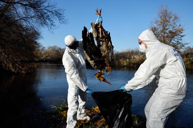 Forestry agents pick up dead storks along the shore of the Manzanares River in Getafe, outside Madrid on December 11, 2025. Hundreds of storks have been found dead along a river near Madrid, raising concerns that a highly infections strain of bird flu may be circulating. Bird flu, also known as avian influenza, rarely poses a risk to humans but can cause major losses in the agricultural sector and disruptions to food supplies. (Photo by OSCAR DEL POZO / AFP)