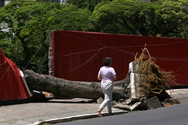 A woman walks past a fallen tree on a street after strong winds, in Sao Paulo, Brazil, on December 11, 2025. (Photo by Nelson ALMEIDA / AFP)