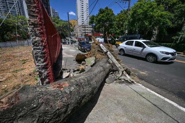 View of a fallen tree on a street after strong winds, in Sao Paulo, Brazil, on December 11, 2025. (Photo by Nelson ALMEIDA / AFP)