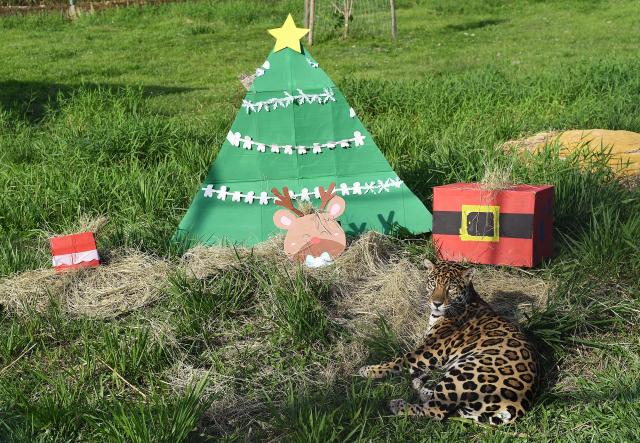 A jaguar rests next to Christmas decorations at Hacienda Napoles theme park, once the private zoo of late drug lord Pablo Escobar, in Doradal, Antioquia Department, Colombia on December 11, 2025. (Photo by JAIME SALDARRIAGA / AFP)
