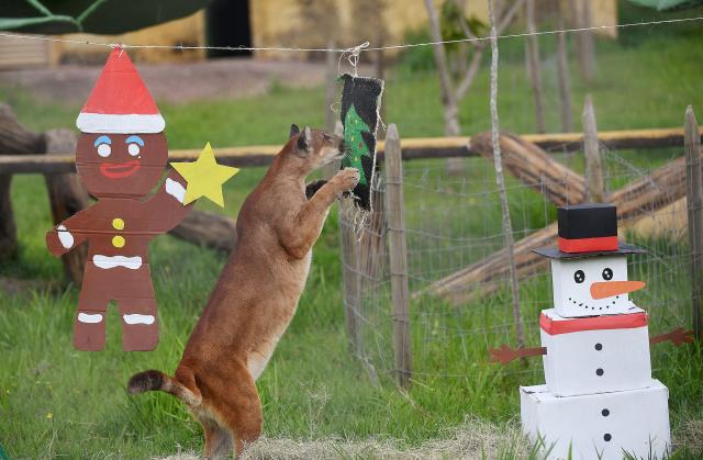 A puma checks for treats on Christmas decorations at Hacienda Napoles theme park, once the private zoo of late drug lord Pablo Escobar, in Doradal, Antioquia Department, Colombia on December 11, 2025. (Photo by JAIME SALDARRIAGA / AFP)