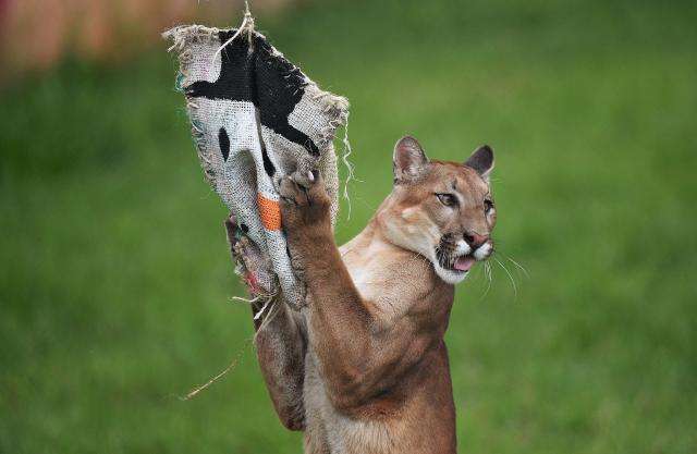 A puma checks for treats on Christmas decorations at Hacienda Napoles theme park, once the private zoo of late drug lord Pablo Escobar, in Doradal, Antioquia Department, Colombia on December 11, 2025. (Photo by JAIME SALDARRIAGA / AFP)