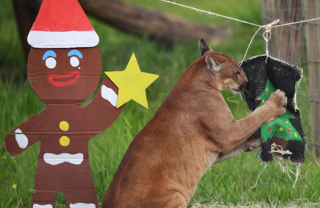 A puma checks for treats on Christmas decorations at Hacienda Napoles theme park, once the private zoo of late drug lord Pablo Escobar, in Doradal, Antioquia Department, Colombia on December 11, 2025. (Photo by JAIME SALDARRIAGA / AFP)