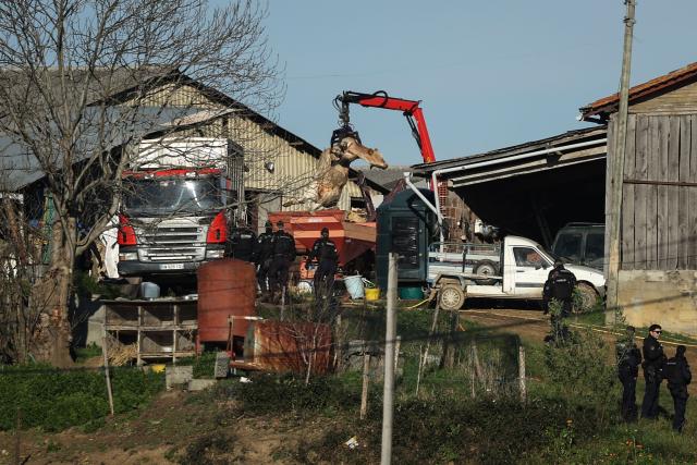 French police officers watch removing a body of a cow on a farm affected by lumpy skin disease (LSD) in Les-Bordes-sur-Arize, in the Ariege department of southwestern France, on December 12, 2025. French riot police took control of the farm by using tear gas, on late evening of December 11 following protests by several hundred farmers since December 10, 2025 to oppose the euthanasia of the 207 cattle and block access to veterinary services. (Photo by Valentine CHAPUIS / AFP)