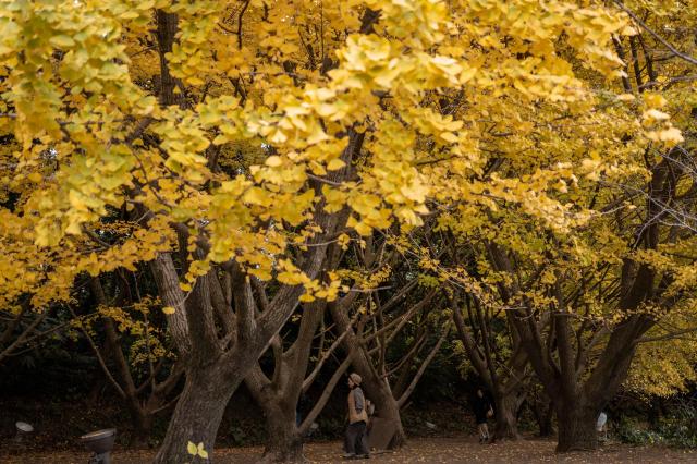 A woman visits Tarumizu Senbon Ichoen Garden, famous for its ginkgo trees, in Tarumizu, Kagoshima Prefecture December 11, 2025. (Photo by Philip FONG / AFP)