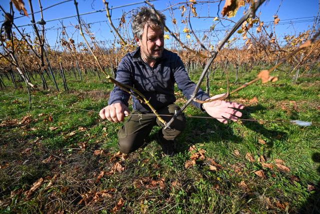 Hungarian winemaker Viktor Keszler shows infected vine plants in his vineyard of Zalaszentgrot, about 200 km west from the Hungarian capital Budapest on November 6, 2025. An outbreak of the flavescence doree disease has ravaged Europe's wine regions, including in Hungary. Flavescence doree (FD) is "one of the most dangerous diseases" threatening vineyards today, according to the International Organisation of Vine and Wine (OIV). Infection -- usually indicated by discoloured leaves -- greatly reduces vine productivity, and there is no known cure, although it is not harmful to humans. FD is transmitted primarily by the American grapevine leafhopper, a pest that has spread significantly across central Europe in recent years. (Photo by Attila KISBENEDEK / AFP)