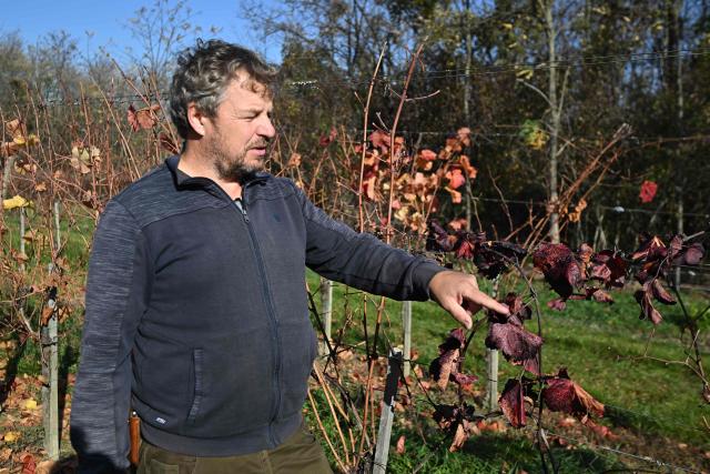 Hungarian winemaker Viktor Keszler shows infected vine plants in his vineyard of Zalaszentgrot, about 200 km west from the Hungarian capital Budapest on November 6, 2025. An outbreak of the flavescence doree disease has ravaged Europe's wine regions, including in Hungary. Flavescence doree (FD) is "one of the most dangerous diseases" threatening vineyards today, according to the International Organisation of Vine and Wine (OIV). Infection -- usually indicated by discoloured leaves -- greatly reduces vine productivity, and there is no known cure, although it is not harmful to humans. FD is transmitted primarily by the American grapevine leafhopper, a pest that has spread significantly across central Europe in recent years. (Photo by Attila KISBENEDEK / AFP)