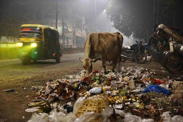 A cow feeds on garbage along a street on a smoggy morning in Varanasi on December 14, 2025. (Photo by Niharika KULKARNI / AFP)